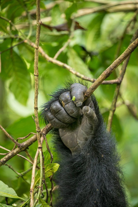 Picture of AFRICA-RWANDA-VOLCANOES NATIONAL PARK-CLOSE-UP OF MOUNTAIN GORILLAS HAND GRIPPING VINES