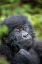 Picture of AFRICA-RWANDA-VOLCANOES NATIONAL PARK-PORTRAIT OF BABY MOUNTAIN GORILLA RESTING IN RAINFOREST 