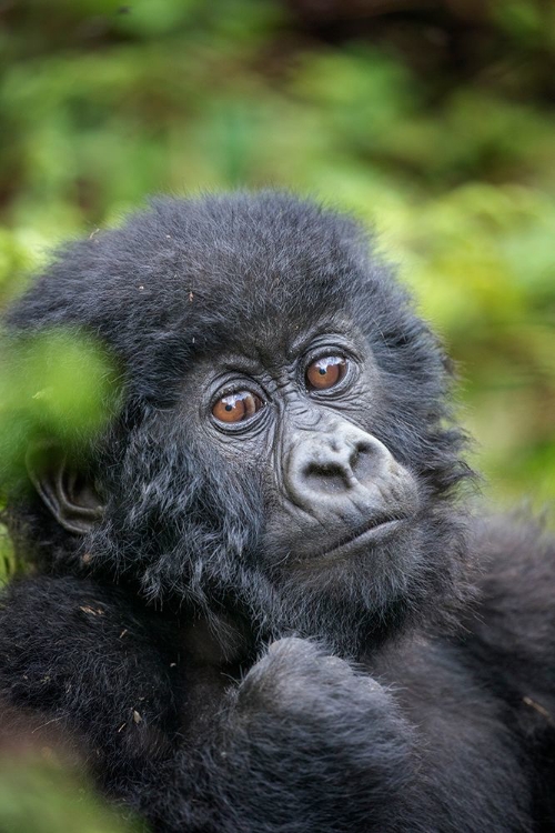 Picture of AFRICA-RWANDA-VOLCANOES NATIONAL PARK-PORTRAIT OF BABY MOUNTAIN GORILLA RESTING IN RAINFOREST 