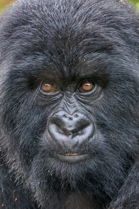 Picture of AFRICA-RWANDA-VOLCANOES NATIONAL PARK-CLOSE-UP PORTRAIT OF MOUNTAIN GORILLA WHILE AT REST