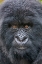 Picture of AFRICA-RWANDA-VOLCANOES NATIONAL PARK-CLOSE-UP PORTRAIT OF MOUNTAIN GORILLA WHILE AT REST