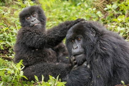 Picture of AFRICA-RWANDA-VOLCANOES NATIONAL PARK-YOUNG MOUNTAIN GORILLA PLAYING WITH ADULT 