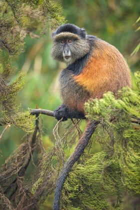 Picture of AFRICA-RWANDA-VOLCANOES NATIONAL PARK-GOLDEN MONKEY IN VIRUNGA MOUNTAINS