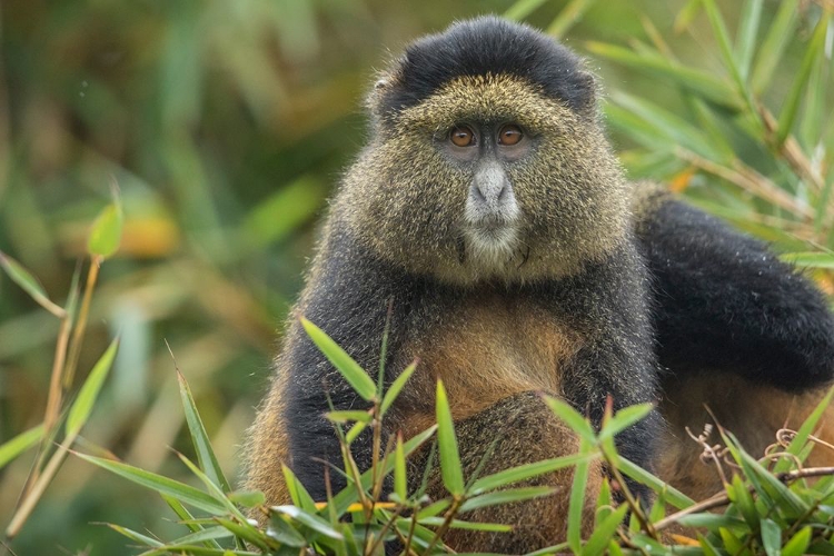 Picture of AFRICA-RWANDA-VOLCANOES NATIONAL PARK-GOLDEN MONKEY IN VIRUNGA MOUNTAINS