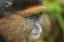 Picture of AFRICA-RWANDA-VOLCANOES NATIONAL PARK-CLOSE-UP PORTRAIT OF GOLDEN MONKEY 