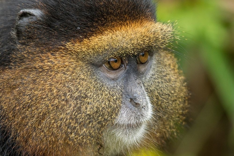 Picture of AFRICA-RWANDA-VOLCANOES NATIONAL PARK-CLOSE-UP PORTRAIT OF GOLDEN MONKEY 