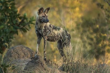 Picture of SOUTH AFRICA-SABI SABI PRIVATE RESERVE WILD DOG AT SUNRISE