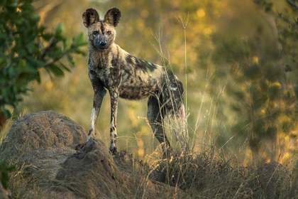 Picture of SOUTH AFRICA-SABI SABI PRIVATE RESERVE WILD DOG AT SUNRISE