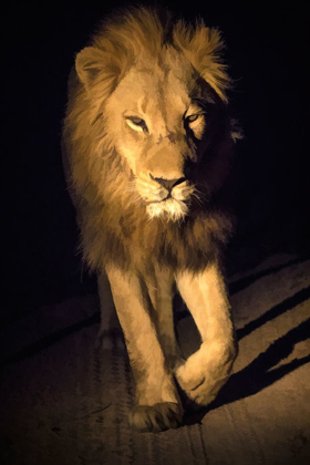 Picture of SOUTH AFRICA-SABI SABI PRIVATE RESERVE ABSTRACT OF MALE LION WALKING