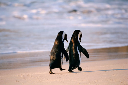 Picture of AFRICAN PENGUINS WALKING HAND IN HAND NEAR CAPETOWN-SOUTH AFRICA