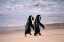Picture of AFRICAN PENGUINS WALKING HAND IN HAND NEAR CAPETOWN-SOUTH AFRICA