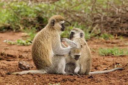 Picture of BLACK FACED VERVET MONKEY WITH BABIES-CHLOROCEBUS PYGERYTHRUS-SERENGETI NATIONAL PARK-TANZANIA