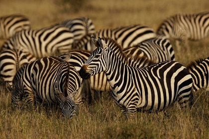 Picture of BURCHELLS ZEBRA-EQUUS BURCHELLII-SERENGETI NATIONAL PARK-TANZANIA-AFRICA