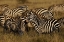 Picture of BURCHELLS ZEBRA-EQUUS BURCHELLII-SERENGETI NATIONAL PARK-TANZANIA-AFRICA