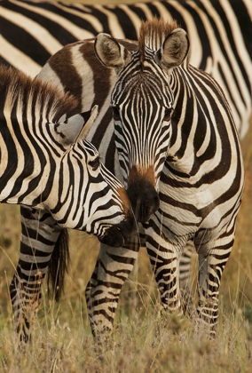 Picture of BURCHELLS ZEBRA-EQUUS BURCHELLII-SERENGETI NATIONAL PARK-TANZANIA-AFRICA