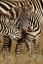 Picture of BURCHELLS ZEBRA-EQUUS BURCHELLII-SERENGETI NATIONAL PARK-TANZANIA-AFRICA