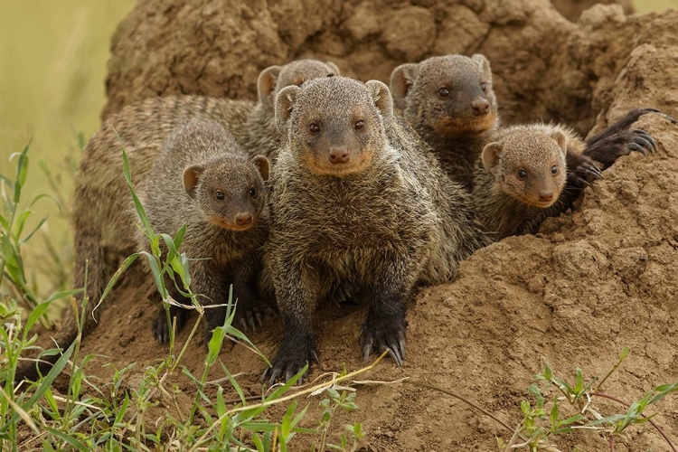 Picture of MOTHER AND YOUNG BANDED MONGOOSE ON TERMITE MOUND-SERENGETI NATIONAL PARK-TANZANIA-AFRICA