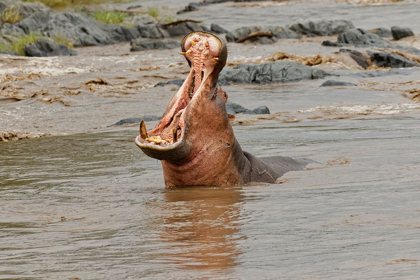 Picture of HIPPOPOTAMUS MAKING THREAT DISPLAY-HIPPOPOTAMUS AMPHIBIUS-SERENGETI NATIONAL PARK-TANZANIA-AFRICA