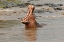 Picture of HIPPOPOTAMUS MAKING THREAT DISPLAY-HIPPOPOTAMUS AMPHIBIUS-SERENGETI NATIONAL PARK-TANZANIA-AFRICA