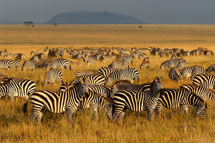 Picture of ZEBRAS-SERENGETI NATIONAL PARK-TANZANIA