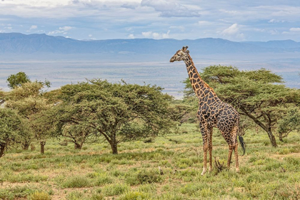 Picture of MASAI GIRAFFE GRAZING ON ACACIA TREE-NGORONGORO CONSERVATION AREA-TANZANIA-ARICA