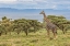 Picture of MASAI GIRAFFE GRAZING ON ACACIA TREE-NGORONGORO CONSERVATION AREA-TANZANIA-ARICA