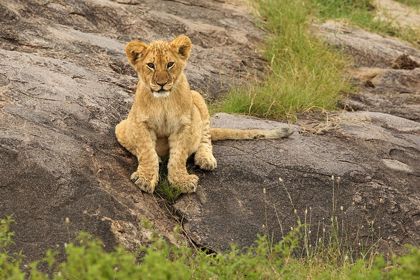 Picture of LION CUB-PANTHERA LEO-SERENGETI NATIONAL PARK-TANZANIA-AFRICA