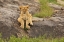 Picture of LION CUB-PANTHERA LEO-SERENGETI NATIONAL PARK-TANZANIA-AFRICA