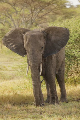 Picture of AFRICAN ELEPHANT-LOXODONTA AFRICANA-SERENGETI NATIONAL PARK-TANZANIA-AFRICA
