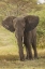Picture of AFRICAN ELEPHANT-LOXODONTA AFRICANA-SERENGETI NATIONAL PARK-TANZANIA-AFRICA