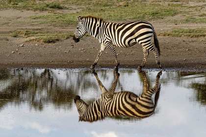 Picture of BURCHELLS ZEBRA AND REFLECTION-EQUUS BURCHELLII-SERENGETI NATIONAL PARK-TANZANIA-AFRICA