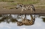 Picture of BURCHELLS ZEBRA AND REFLECTION-EQUUS BURCHELLII-SERENGETI NATIONAL PARK-TANZANIA-AFRICA