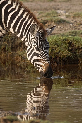Picture of BURCHELLS ZEBRA DRINKING AND REFLECTION IN POOL OF WATER, SERENGETI NATIONAL PARK-TANZANIA