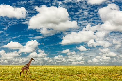 Picture of MASAI GIRAFFE ON OPEN PLAINS OF SERENGETI NATIONAL PARK-TANZANIA-AFRICA-GIRAFFA