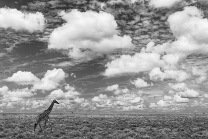 Picture of MASAI GIRAFFE ON OPEN PLAINS OF SERENGETI NATIONAL PARK-TANZANIA-AFRICA-GIRAFFA