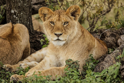 Picture of SUB ADULT LION RESTING IN SHADE OF TREE WITH REST OF THE PRIDE-SERENGETI NATIONAL PARK-TANZANIA