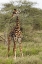 Picture of MASAI GIRAFFE BROWSING ON ACACIA TREES-SERENGETI NATIONAL PARK-TANZANIA-AFRICA-GIRAFFA