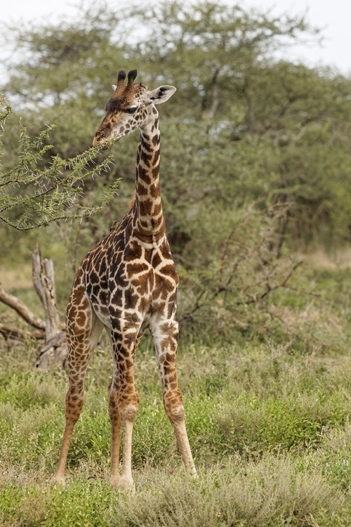 Picture of MASAI GIRAFFE BROWSING ON ACACIA TREES-SERENGETI NATIONAL PARK-TANZANIA-AFRICA-GIRAFFA