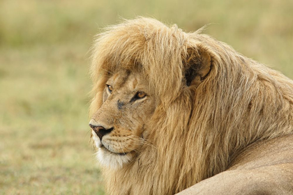 Picture of BLONDE ADULT MALE LION-PANTHERA LEO-SERENGETI NATIONAL PARK-TANZANIA-AFRICA