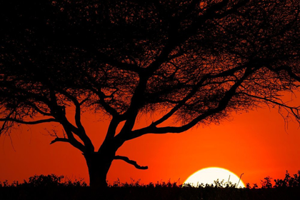 Picture of TREE SILHOUETTED AT SUNSET ON THE VAST PLAINS OF SERENGETI NATIONAL PARK-TANZANIA-AFRICA
