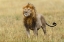 Picture of ADULT BLACK MANED LION-PANTHERA LEO-SERENGETI NATIONAL PARK-TANZANIA-AFRICA