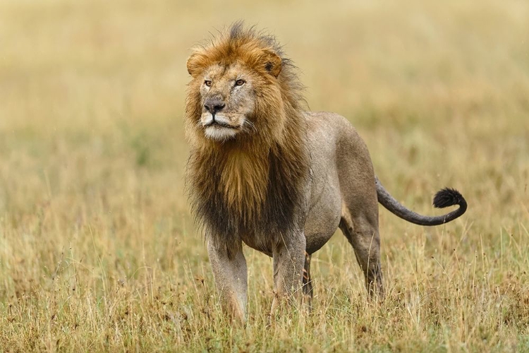 Picture of ADULT BLACK MANED LION-PANTHERA LEO-SERENGETI NATIONAL PARK-TANZANIA-AFRICA