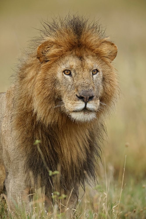 Picture of ADULT BLACK MANED LION-PANTHERA LEO-SERENGETI NATIONAL PARK-TANZANIA-AFRICA