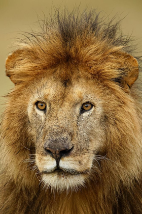 Picture of ADULT BLACK MANED LION-PANTHERA LEO-SERENGETI NATIONAL PARK-TANZANIA-AFRICA