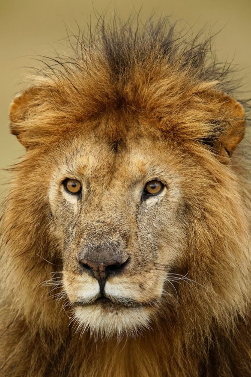 Picture of ADULT BLACK MANED LION-PANTHERA LEO-SERENGETI NATIONAL PARK-TANZANIA-AFRICA