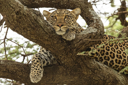 Picture of AFRICAN LEOPARD IN TREE-PANTHERA PARDUS PARDUS-SERENGETI NATIONAL PARK-TANZANIA-AFRICA