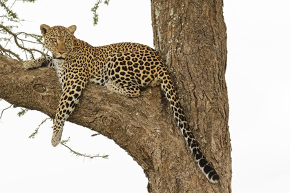 Picture of AFRICAN LEOPARD IN TREE-PANTHERA PARDUS PARDUS-SERENGETI NATIONAL PARK-TANZANIA-AFRICA