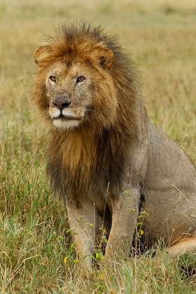 Picture of ADULT BLACK MANED LION-PANTHERA LEO-SERENGETI NATIONAL PARK-TANZANIA-AFRICA