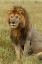 Picture of ADULT BLACK MANED LION-PANTHERA LEO-SERENGETI NATIONAL PARK-TANZANIA-AFRICA
