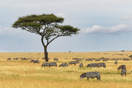 Picture of BURCHELLS ZEBRA-EQUUS QUAGGA BURCHELLII-SERENGETI NATIONAL PARK-TANZANIA-AFRICA